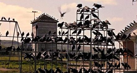 Hitchcock's "Birds" - birds waiting